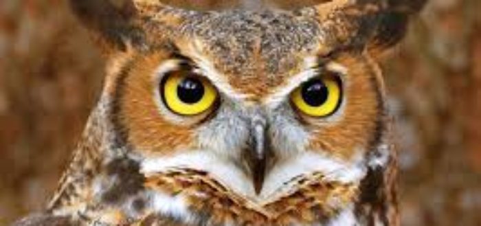 Galleria Febbraio 2018