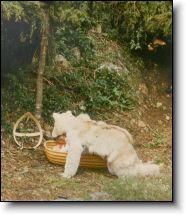 St. Dominick and the Wolf