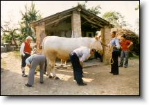 The Ox and San Zopito