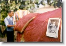 The Ox and San Zopito