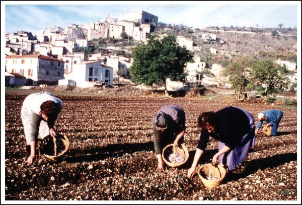 Saffron cultivation