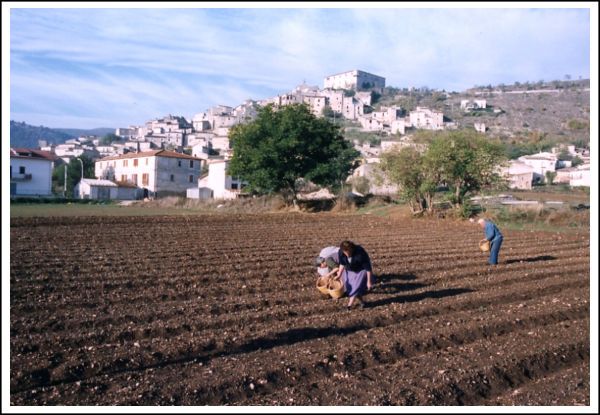 Saffron cultivation