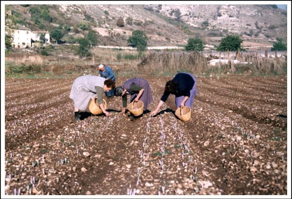 Saffron cultivation