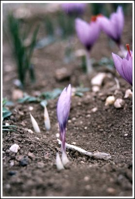 Saffron cultivation