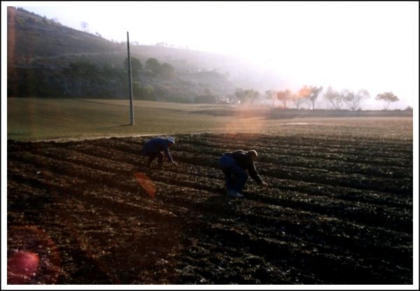 Saffron cultivation