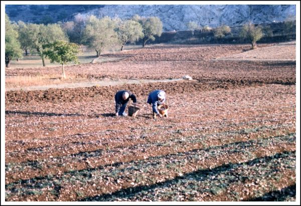 Saffron cultivation