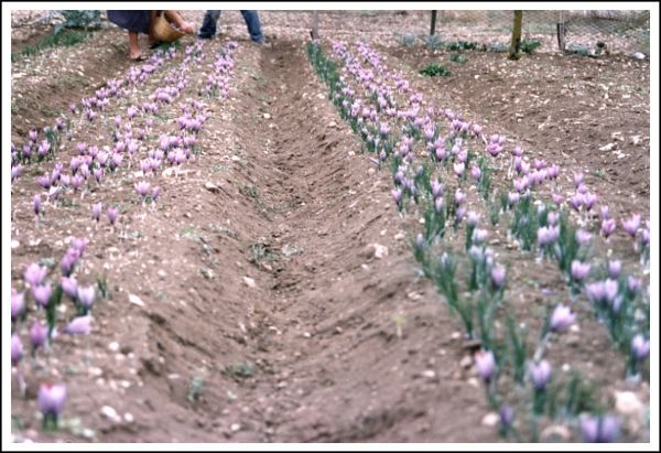 Saffron cultivation