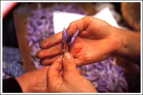 Saffron cultivation