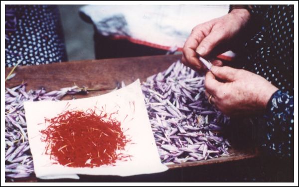 Saffron cultivation