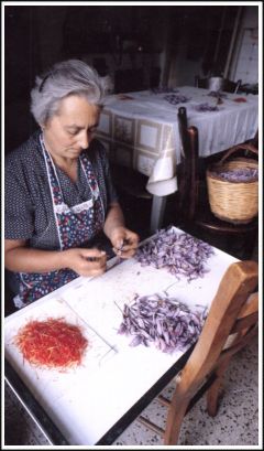 Saffron cultivation