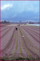 Good Friday in Celano