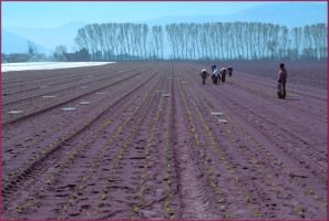 Good Friday in Celano