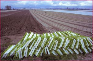 Good Friday in Celano