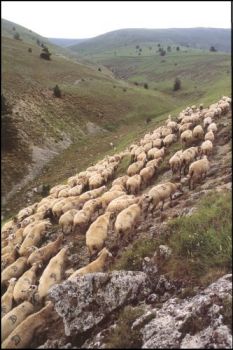 Transhumance