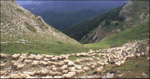 Transhumance