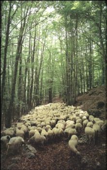 Transhumance
