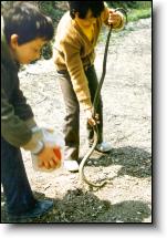 St. Dominick snake rites in Cocullo
